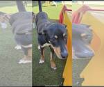 Small #1 Mutt
