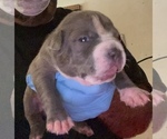 Small Photo #5 American Bully Puppy For Sale in WALLINGFORD, CT, USA