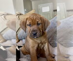 Small #10 Mutt