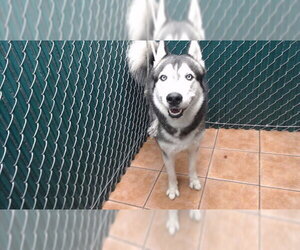 Siberian Husky Dogs for adoption in Downey, CA, USA