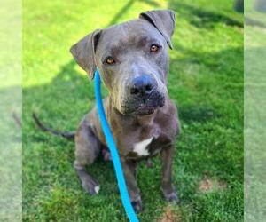 American Pit Bull Terrier-Unknown Mix Dogs for adoption in Long Beach, CA, USA