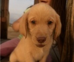 Small #3 Golden Labrador