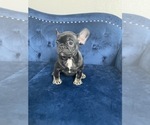 Small Photo #26 French Bulldog Puppy For Sale in LAS VEGAS, NV, USA