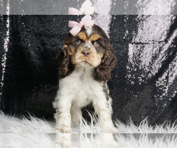 Medium Photo #4 Cocker Spaniel Puppy For Sale in WARSAW, IN, USA