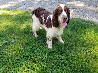 Father of the English Springer Spaniel puppies born on 05/08/2018