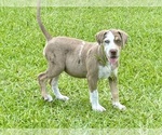Small #3 Catahoula Leopard Dog