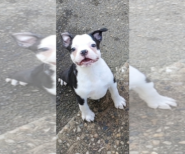 Medium Photo #1 Boston Terrier Puppy For Sale in WARWICK, RI, USA