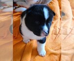Small Photo #4 Akita Puppy For Sale in DENVER, CO, USA