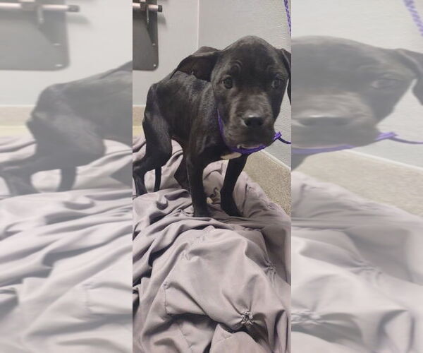 Medium Photo #1 Mutt Puppy For Sale in Las Vegas, NV, USA