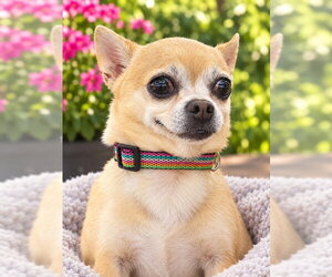 Chug Dogs for adoption in Rocky Mount, NC, USA