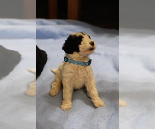Medium Photo #15 Goldendoodle Puppy For Sale in ALBION, IN, USA