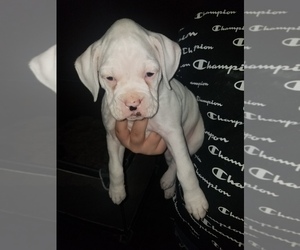 Boxer Puppy for sale in CEDAR RAPIDS, IA, USA