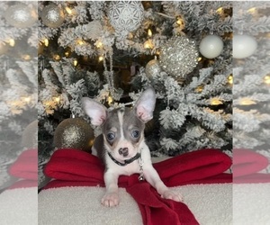 Chihuahua Puppy for sale in CHARLOTTE, NC, USA