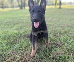 Puppy 6 German Shepherd Dog