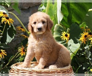 Goldendoodle-Poodle (Miniature) Mix Puppy for sale in FREDERICKSBG, OH, USA