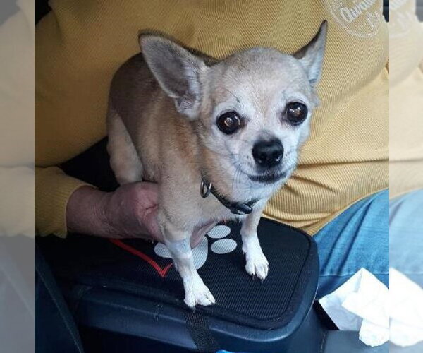 Medium Photo #2 Chihuahua Puppy For Sale in Rootstown, OH, USA
