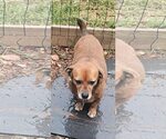 Small #4 Dachshund Mix