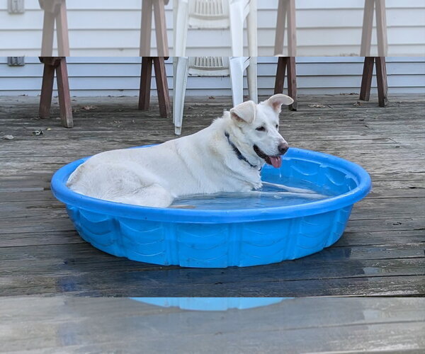 Medium Photo #3 Labsky Puppy For Sale in Plainfield, IL, USA