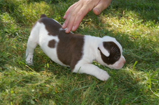 Medium Photo #1 Olde English Bulldogge Puppy For Sale in CABOOL, MO, USA