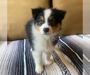 Australian Shepherd Puppy for sale in RALEIGH, NC, USA