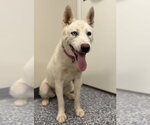 Small #2 Siberian Husky Mix
