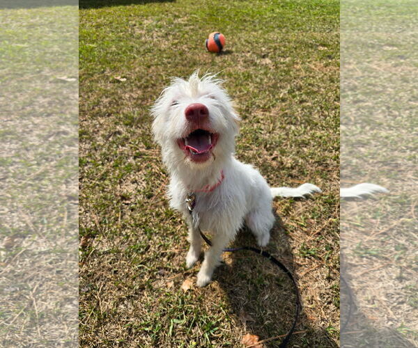 Medium Photo #2 Maltese-Unknown Mix Puppy For Sale in Texarkana, TX, USA
