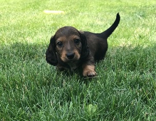 Dachshund Puppy for sale in PERU, IL, USA