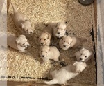 Small Photo #1 Golden Retriever Puppy For Sale in INDIANAPOLIS, IN, USA