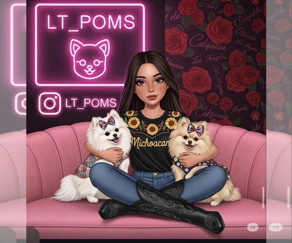 Medium Photo #1 Pomeranian Puppy For Sale in SANTA CLARITA, CA, USA