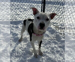 Mutt Dogs for adoption in Evansville, IN, USA