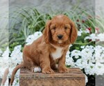 Small #3 Cavapoo (Miniature)