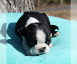 Small Photo #8 Boston Terrier Puppy For Sale in HUGHESVILLE, MD, USA