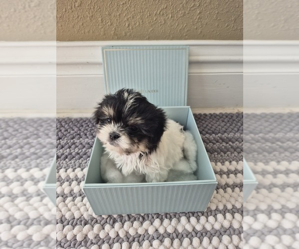 Medium Photo #4 Mal-Shi Puppy For Sale in CEDAR RAPIDS, IA, USA