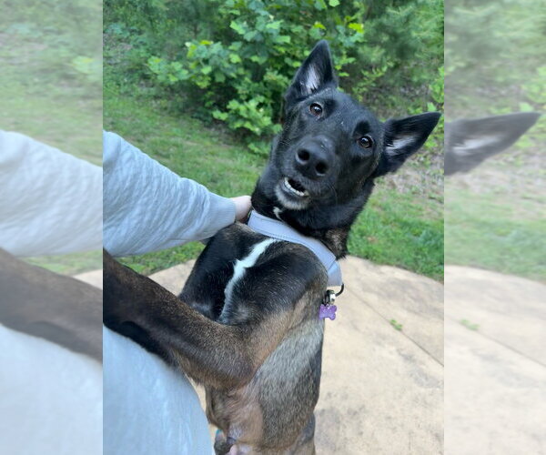 Medium Photo #3 Mutt Puppy For Sale in Imlay City, MI, USA
