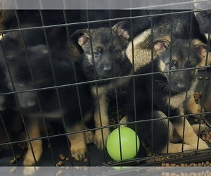 German Shepherd Dog Puppy for Sale in KALEVA, Michigan USA