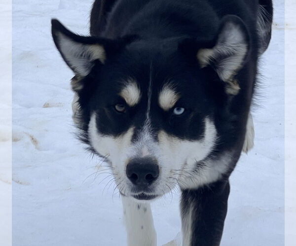Medium Photo #3 Siberian Husky-Unknown Mix Puppy For Sale in Webster, WI, USA