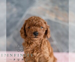 Poodle (Miniature) Puppy for sale in MILL HALL, PA, USA