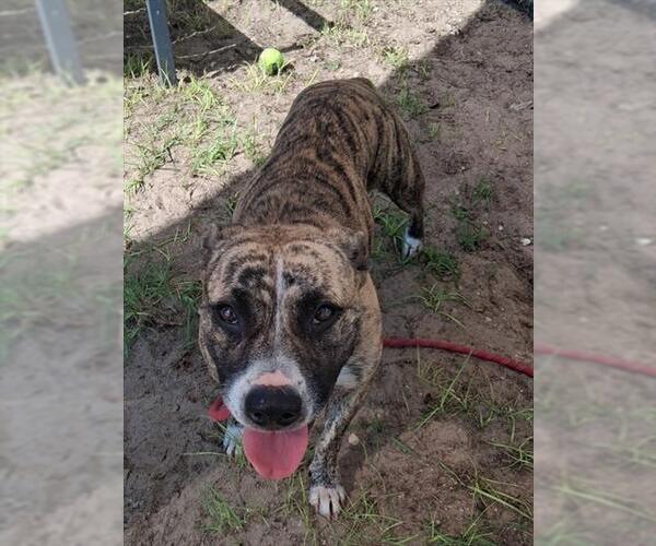 Medium Photo #2 American Pit Bull Terrier Puppy For Sale in Ocala, FL, USA