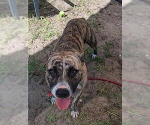 ZARA - Female American Pit Bull Terrier Dog for Adoption - Photo #2