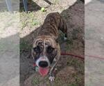 Small #1 American Pit Bull Terrier