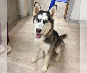 Siberian Husky Dogs for adoption in Carrollton, TX, USA