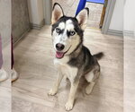 Small Siberian Husky