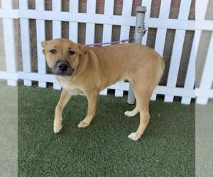 German Shepherd Dog-Unknown Mix Dogs for adoption in Modesto, CA, USA