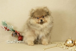 Pomeranian Puppy for sale in DAMASCUS, MD, USA
