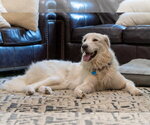 Small #4 Great Pyrenees