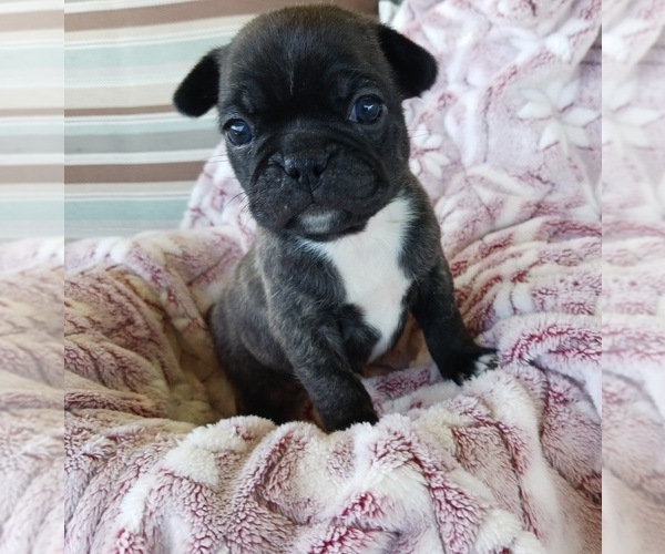 Medium Photo #1 Buggs Puppy For Sale in WEST PLAINS, MO, USA