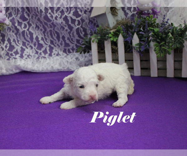 Medium Photo #7 Poodle (Toy) Puppy For Sale in CHANUTE, KS, USA