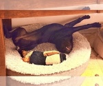 Small #6 Cane Corso