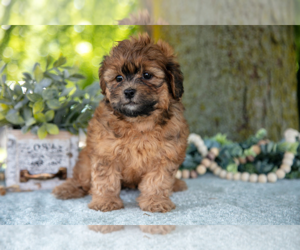 Medium Photo #16 Poodle (Miniature)-ShihPoo Mix Puppy For Sale in SHILOH, OH, USA