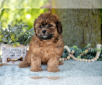 Small Photo #16 Poodle (Miniature)-ShihPoo Mix Puppy For Sale in SHILOH, OH, USA